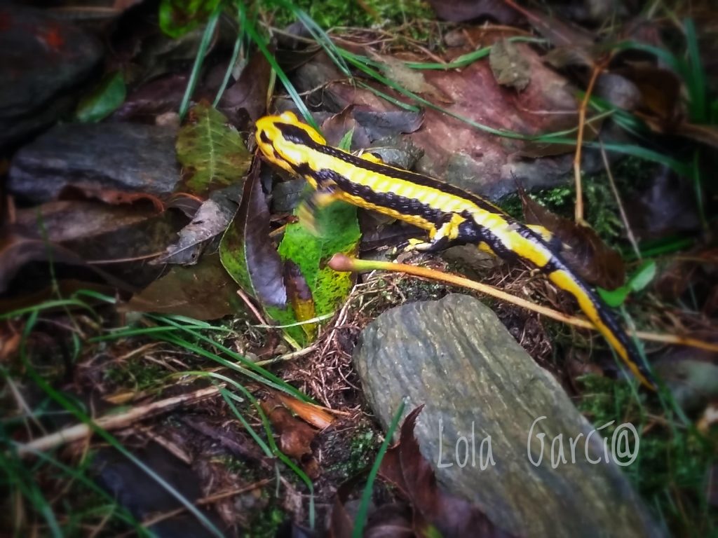 salamandra fastuosa